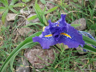 stello di Poira-22-12-2012 08-52-47